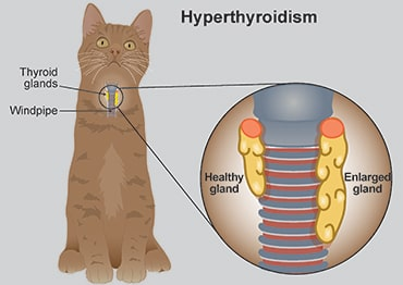 Feline Thyroid Test2.png