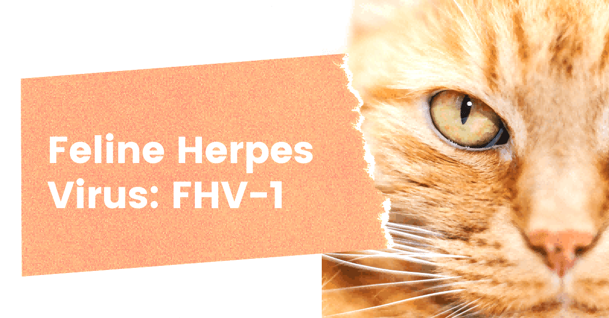 herpes1(1).png