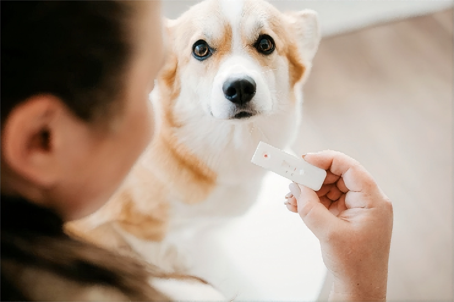 Canine Pregnancy Test 1(1)(1).png