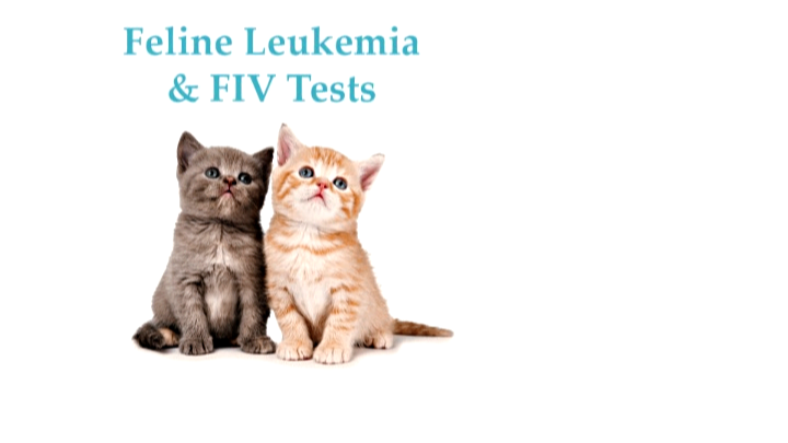 Feline LeukemiaFiv Test1.png